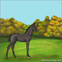 Horse Color:Smoky Blue Roan Varnish 
