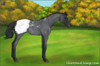 Horse Color:Blue Roan Snowcap