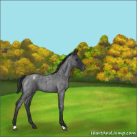 Horse Color:Blue Roan Varnish 