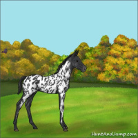 Horse Color:Blue Roan Appaloosa 