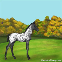 Horse Color:Blue Roan Appaloosa 