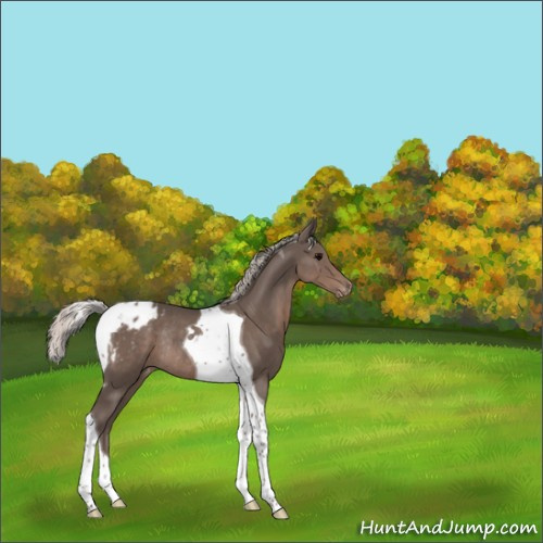 Horse Color:Silver Black Tobiano Appaloosa Rabicano 