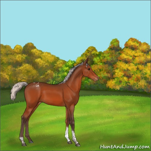 Horse Color:Silver Bay Tobiano Appaloosa 