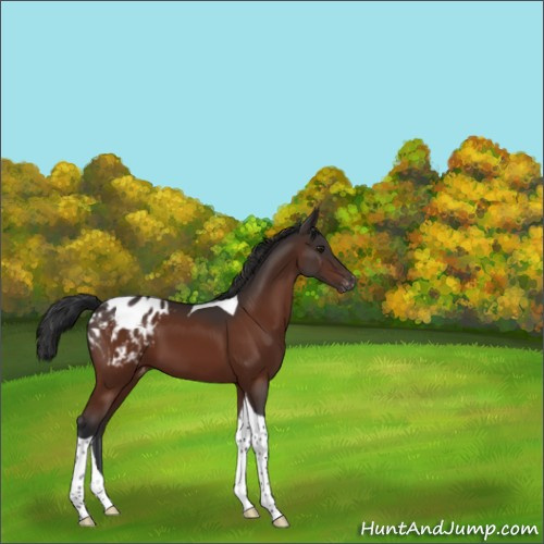 Horse Color:Brown Tobiano Appaloosa 