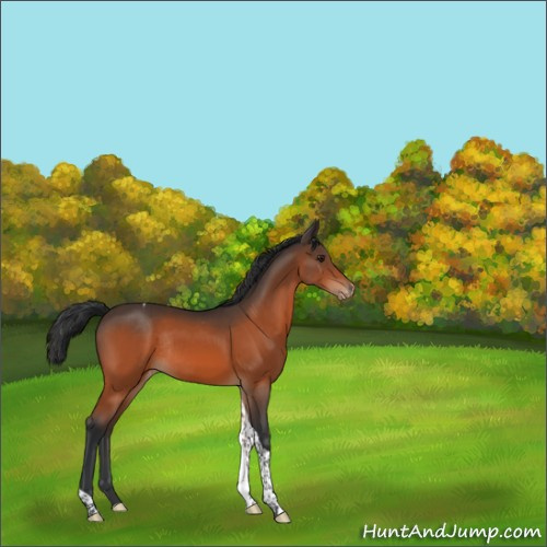 Horse Color:Brown Tobiano Appaloosa Rabicano 