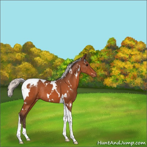 Horse Color:White Spotted Silver Bay Tobiano Appaloosa Rabicano 