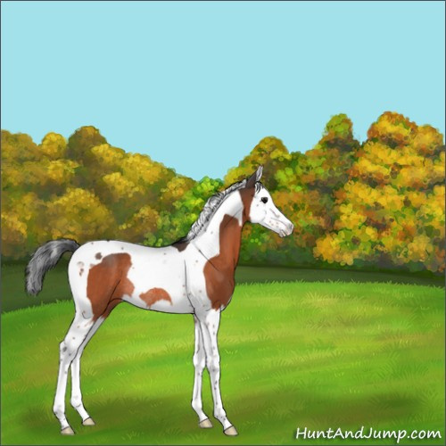 Horse Color:Bay Splash Tobiano Rabicano 