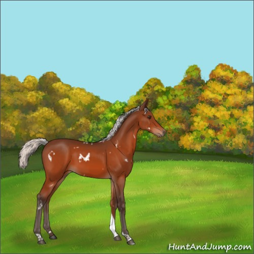 Horse Color:White Spotted Silver Brown Tobiano 