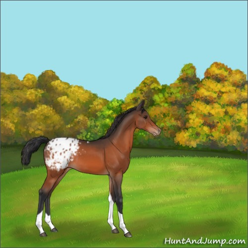 Horse Color:Brown Tobiano Appaloosa Rabicano 
