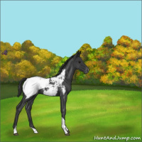 Horse Color:Blue Roan Tobiano Appaloosa 