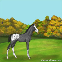 Horse Color:Blue Roan Splash Appaloosa