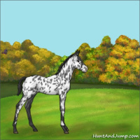 Horse Color:Blue Roan Appaloosa 