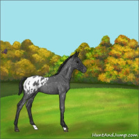 Horse Color:Blue Roan Appaloosa 