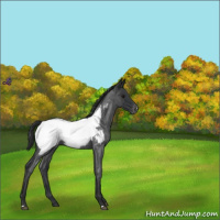 Horse Color:Blue Roan Near Fewspot 