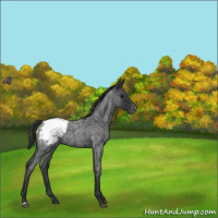 Horse Color:Blue Roan Appaloosa 