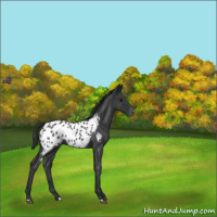 Horse Color:Blue Roan Near Leopard 