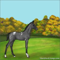 Horse Color:Blue Roan Tobiano Varnish 