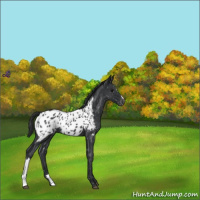 Horse Color:Blue Roan Appaloosa 