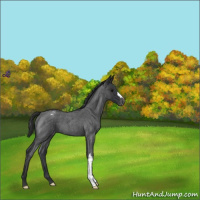 Horse Color:Blue Roan Appaloosa 