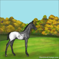 Horse Color:Blue Roan Snowcap 