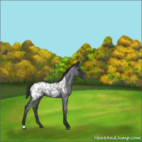 Horse Color:Blue Roan Appaloosa 