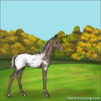 Horse Color:White Spotted Silver Blue Roan Snowcap 
