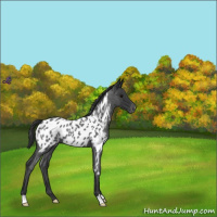 Horse Color:Blue Roan Appaloosa 