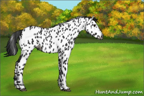 Horse Color:Gray Black Appaloosa 