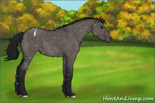 Horse Color:Gray Grullo Appaloosa 