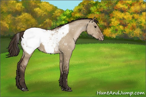 Horse Color:Gray Grullo Pearl Appaloosa 
