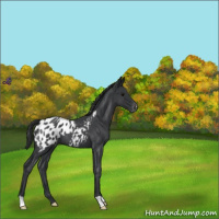 Horse Color:Blue Roan Appaloosa