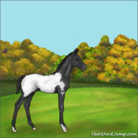 Horse Color:Blue Roan Appaloosa