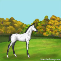 Horse Color:Blue Roan Near Fewspot 