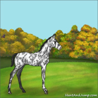 Horse Color:Blue Roan Leopard 