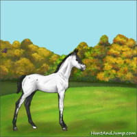 Horse Color:Blue Roan Near Fewspot 