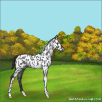 Horse Color:Blue Roan Appaloosa 