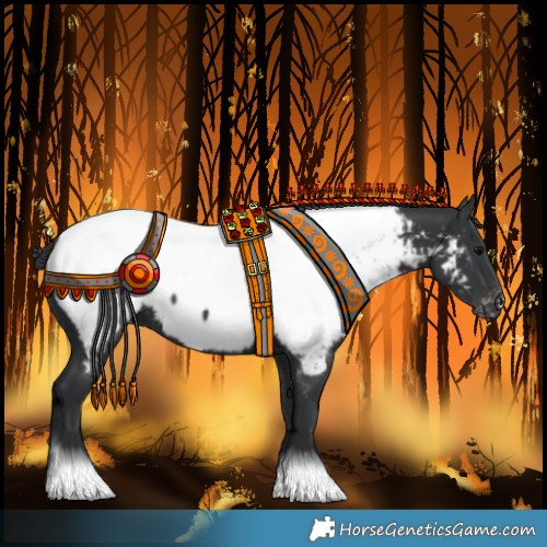 Horse Color:Black Appaloosa 