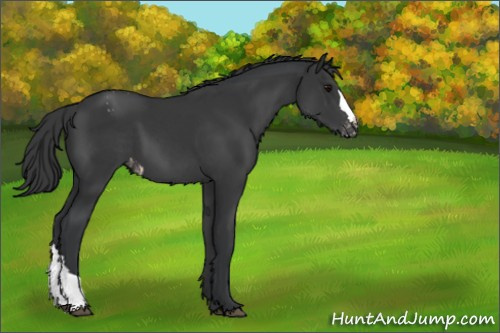Horse Color:Black Appaloosa 