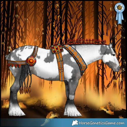 Horse Color:Black Appaloosa  and Gray Black Appaloosa 