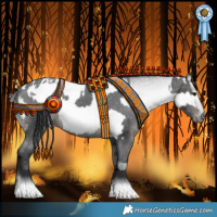 Horse Color:Black Appaloosa  and Gray Black Appaloosa 