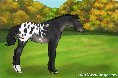 Horse Color:Gray Black Appaloosa 