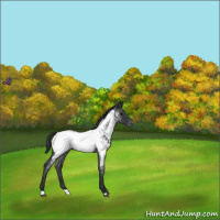 Horse Color:Blue Roan Appaloosa 