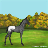 Horse Color:Blue Roan Varnish 