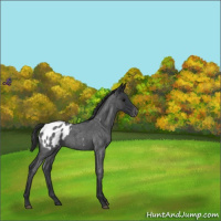Horse Color:Blue Roan Appaloosa 