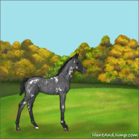 Horse Color:White Spotted Blue Roan Snowflake Varnish