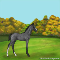 Horse Color:Blue Roan Varnish 