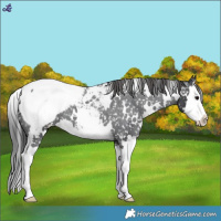 Horse Color:White Spotted Blue Roan Splash Snowcap 