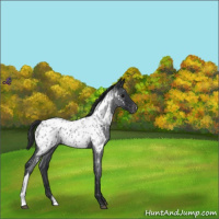 Horse Color:Blue Roan Near Leopard 