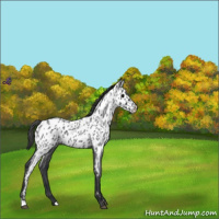 Horse Color:Blue Roan Near Leopard 