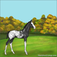 Horse Color:Blue Roan Splash Appaloosa 